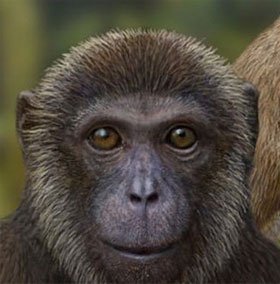 Thêm hai loài “vượn và khỉ” mới vào cây tiến hóa
