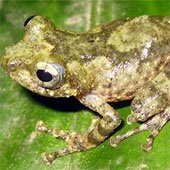 Thêm một loài ếch cây được phát hiện ở Việt Nam