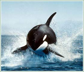 Theo dấu loài cá voi - Bí ẩn sự kiện cá voi mỏ khoằm mắc cạn (Phần I)