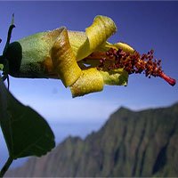 Thiết bị bay không người lái bất ngờ phát hiện loài hoa ở Hawaii được cho đã tuyệt chủng