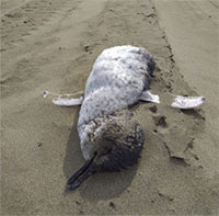 Thiếu ăn, hàng trăm chú chim cánh cụt chết la liệt dọc bờ biển ở New Zealand