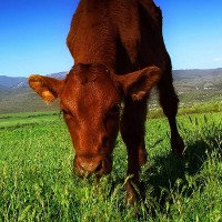 Thịt bò ăn cỏ tốt hơn cho bạn?