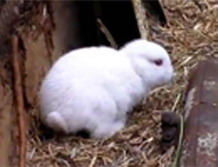 Thỏ không tai xuất hiện gần nhà máy hạt nhân Nhật