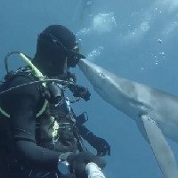 Thợ lặn giật nảy mình khi bị cá mập 