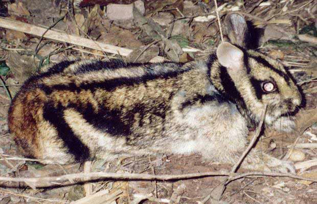 Thỏ vằn quý hiếm sắp tuyệt chủng
