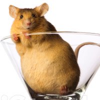 Thử nghiệm trên chuột cho thấy chế độ ăn giàu chất béo có thể gây ung thư