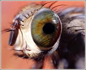 Thu nhỏ camera nhờ mắt côn trùng