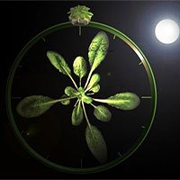 Thực vật điều chỉnh nhịp sinh học như thế nào?