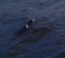 Thủy quái hồ Loch Ness lại xuất hiện