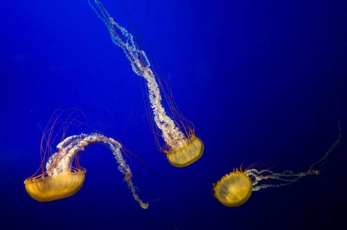 Tìm hiểu cách tái tạo cánh tay kỳ dị của loài sứa