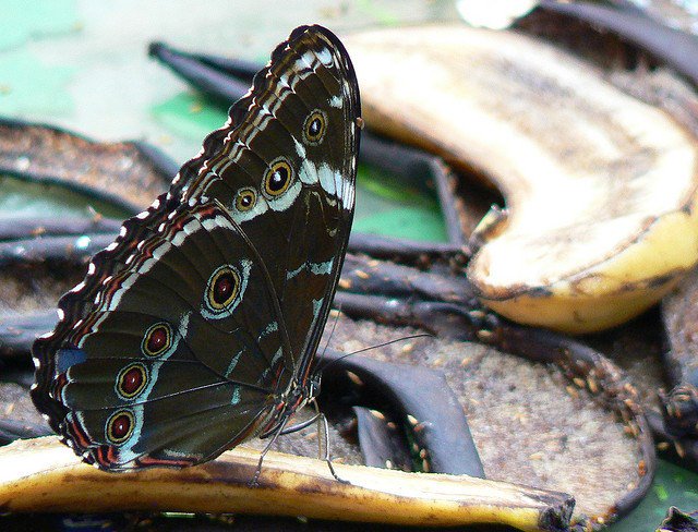 Tìm hiểu thói quen ăn uống khủng khiếp của loài bướm