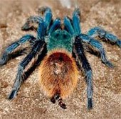 Tìm ra loài nhện mới được đặt tên theo John Lennon