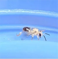 Tìm ra loài ong cho chất lượng mật cao vượt trội