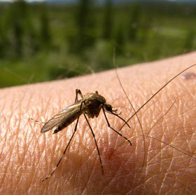 Tìm ra loại thuốc chống muỗi vừa hiệu quả vừa rẻ tiền