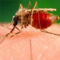 Tìm ra loại thuốc chống sốt rét có khả năng biến máu người thành độc tố với muỗi