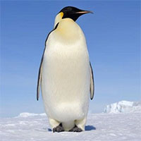 Tìm ra nguyên nhân khiến chim cánh cụt 