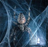 Tìm ra nguyên nhân thực sự của hội chứng sợ nhện