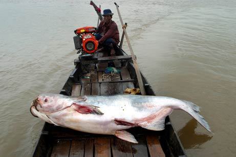 Tìm thấy 540 loài cá sống lưu vực sông Mekong