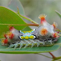Tìm thấy chất độc trong sâu bướm có tác dụng y học