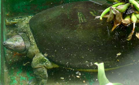 Tìm thấy con rùa độc nhất Việt Nam