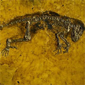Tìm thấy dấu tích động vật có xương sống cổ đại