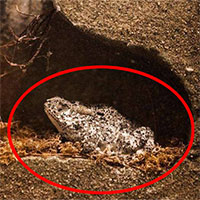 Tìm thấy ếch 2 triệu tuổi vẫn sống trong mỏ dầu: 