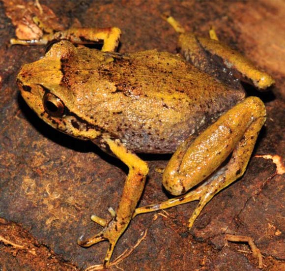 Tìm thấy ếch kim cương cực hiếm tại Madagascar