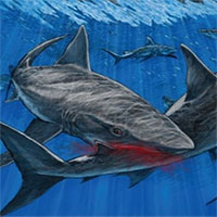Tìm thấy hóa thạch hiếm của cá mập bị đồng loại ăn thịt