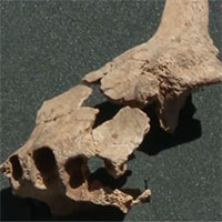 Tìm thấy hóa thạch người tiền sử cổ xưa nhất ở châu Âu