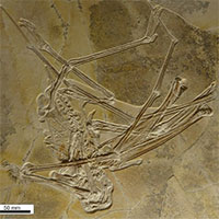 Tìm thấy hóa thạch thằn lằn bay kỳ dị có gần 500 chiếc răng