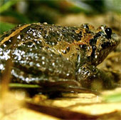 Tìm thấy loài ếch tưởng đã tuyệt chủng