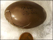 Tìm thấy quả trứng của Charles Darwin