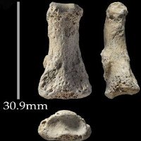 Tìm thấy xương “ngón tay thối” 9 vạn tuổi ở Ả Rập Saudi