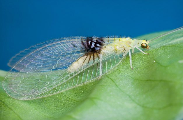 Tình cờ phát hiện ra loại côn trùng mới qua Flickr