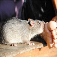 Tổng quan về bệnh sốt chuột cắn - Sodoku