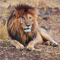 Top 10 con sư tử đực mạnh mẽ nhất trong lịch sử