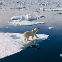 Top 10 sự thật thú vị về gấu Bắc Cực