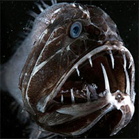 Top 32 sinh vật kỳ lạ dưới đại dương sâu thẳm