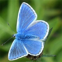 Top 7 loài bướm hiếm nhất thế giới