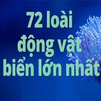 Top 72 loài động vật biển lớn nhất thế giới