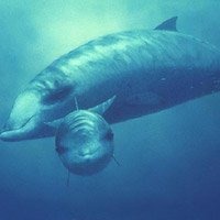 Top động vật có vú lặn sâu nhất thế giới