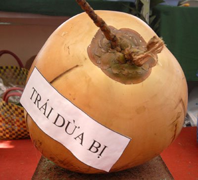 Trái dừa nặng gần 9 kg