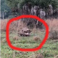 Trận ác chiến giành lãnh thổ giữa hai con báo Florida bỗng dưng bị gián đoạn bởi vì một con lợn lòi