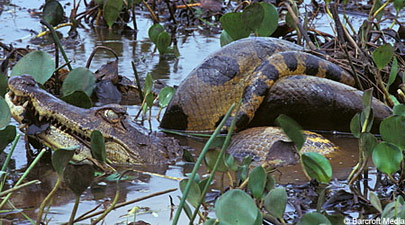 Trăn xanh Anaconda nuốt cá sấu Caiman