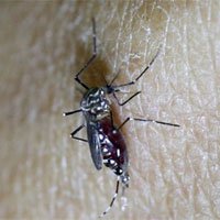 Tránh hôn, kiêng quan hệ để phòng tránh virus Zika