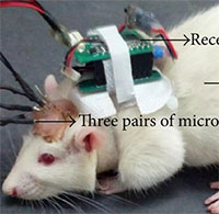 Trí tuệ nhân tạo được tích hợp với khứu giác của chuột