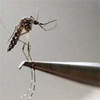 Triệt sản muỗi bằng kỹ thuật chỉnh sửa gene