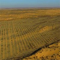 Trồng cây trên sa mạc là tốt hay xấu?