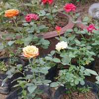 Trồng hoa hồng từ 1 cành hoa - cách đơn giản để có một chậu hồng thơm ngát