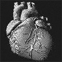 Trong tương lại, chúng ta có thể tái tạo tim người từ hải quỳ